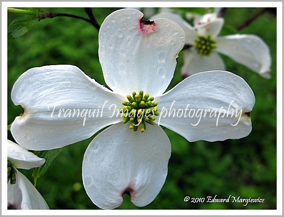 D000101   A beautiful wild dogwood blossom